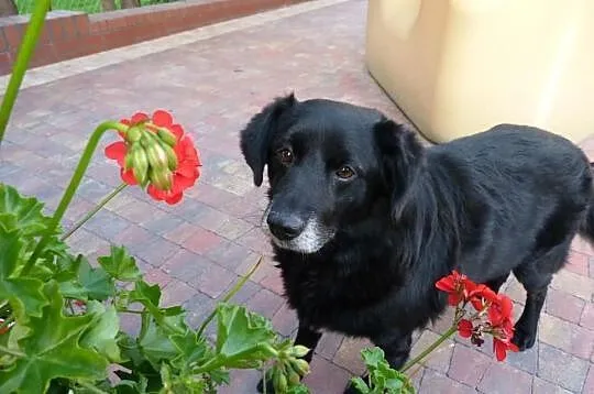 Amorek idealny psiak dla domu rodzinnego z dziecmi