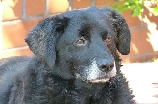 Amorek idealny psiak dla domu rodzinnego z dziecmi