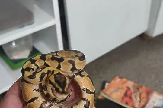 Sprzedam samca pytona królewskiego Enchi pastel het clown