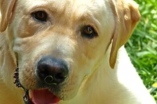 Anioł piękny biszkoptowy labrador do adopcji,  maz