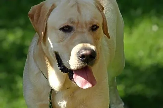 Anioł piękny biszkoptowy labrador do adopcji,  maz