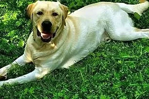 Anioł piękny biszkoptowy labrador do adopcji,  maz