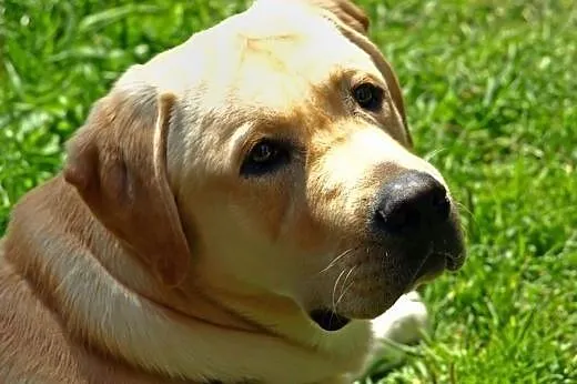 Anioł piękny biszkoptowy labrador do adopcji,  maz