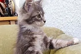 Oriel Wonder – Maine Coon niebieska kotka z bielą