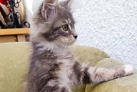 Oriel Wonder – Maine Coon niebieska kotka z bielą