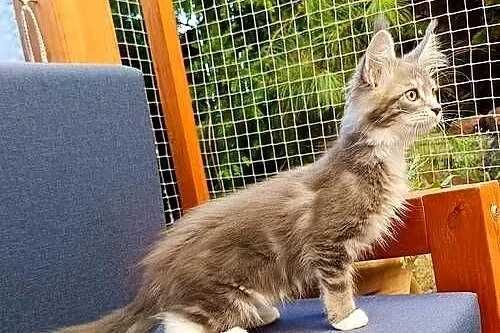 Oriel Wonder – Maine Coon niebieska kotka z bielą, Wielkopolskie, Czempiń