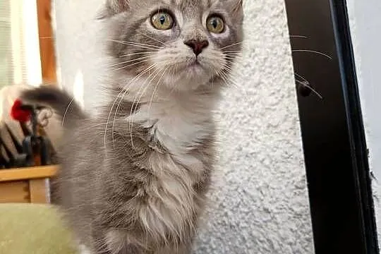 Oriel Wonder – Maine Coon niebieska kotka z bielą, Wielkopolskie, Czempiń