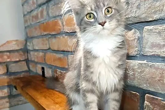 Oriel Wonder – Maine Coon niebieska kotka z bielą, Wielkopolskie, Czempiń