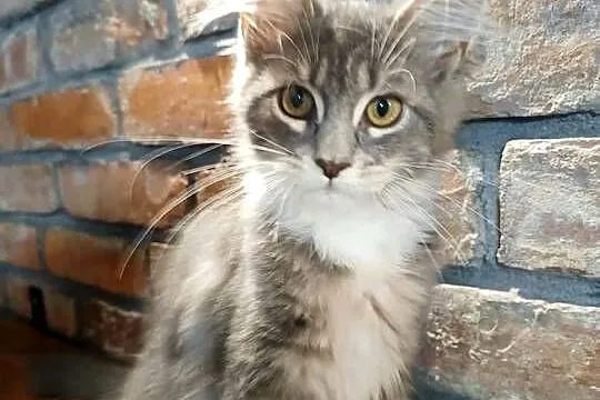 Oriel Wonder – Maine Coon niebieska kotka z bielą, Wielkopolskie, Czempiń