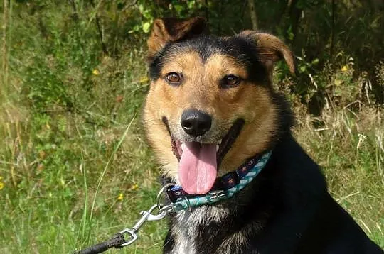 Lucky, młody psiak z okropnie smutną historią