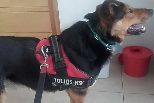 Lucky, młody psiak z okropnie smutną historią