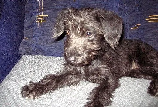 Mix sznaucerka 4 miesieczna,adopcja!!!, świętokrz