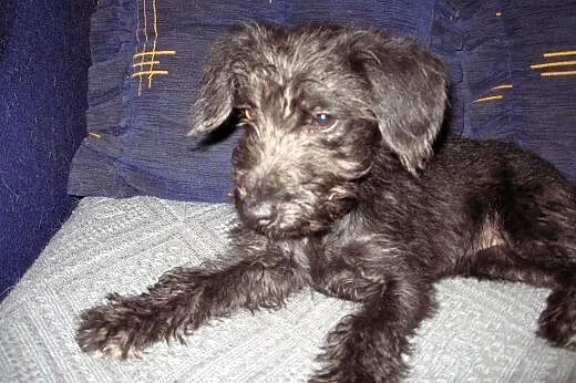 Mix sznaucerka 4 miesieczna,adopcja!!!, świętokrzyskie Kielce