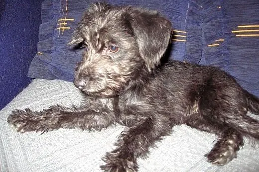 Mix sznaucerka 4 miesieczna,adopcja!!!,  świętokrz