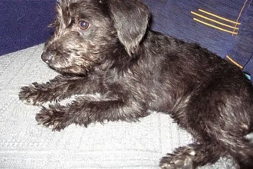 Mix sznaucerka 4 miesieczna,adopcja!!!,  świętokrz