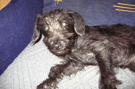 Mix sznaucerka 4 miesieczna,adopcja!!!,  świętokrz