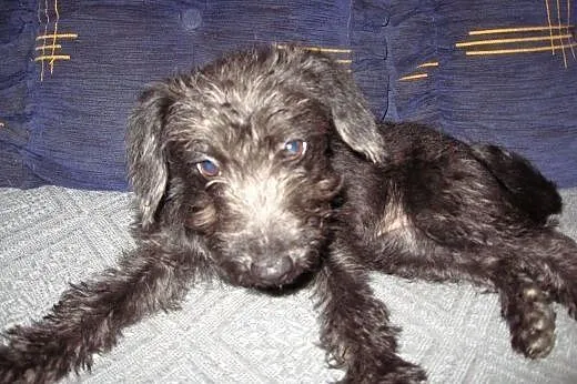 Mix sznaucerka 4 miesieczna,adopcja!!!,  świętokrz