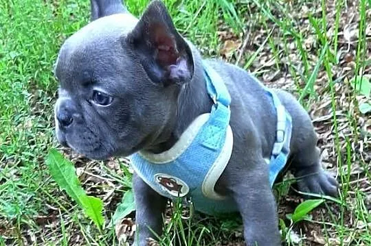 Buldog francuski piesek