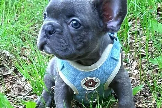 Buldog francuski piesek, Łódzkie, Pabianice