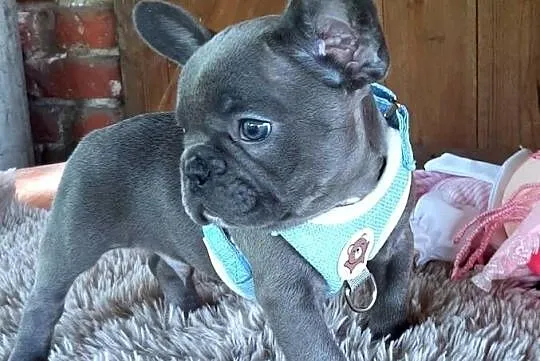 Buldog francuski piesek, Łódzkie, Pabianice