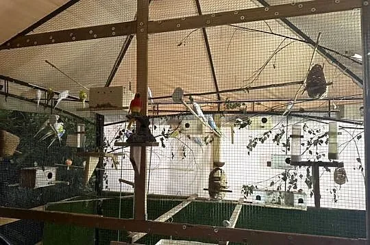 Papugi faliste, Śląskie, Landek