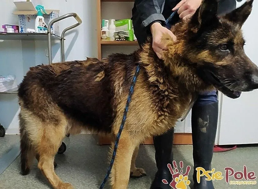 DINO-porzucony przez swego człowieka szuka kochającego domu, adopcja, Małopolskie, Kraków
