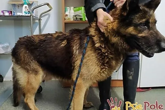 DINO-porzucony przez swego człowieka szuka kochającego domu, adopcja, Małopolskie, Kraków