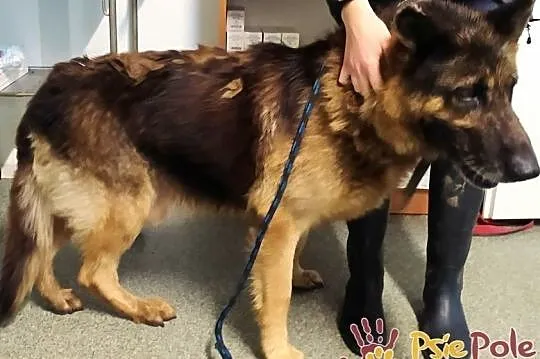 DINO-porzucony przez swego człowieka szuka kochającego domu, adopcja, Małopolskie, Kraków