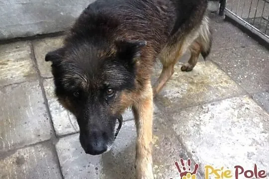 DINO-porzucony przez swego człowieka szuka kochającego domu, adopcja, Małopolskie, Kraków