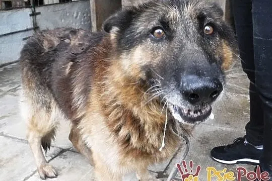 DINO-porzucony przez swego człowieka szuka kochającego domu, adopcja, Małopolskie, Kraków