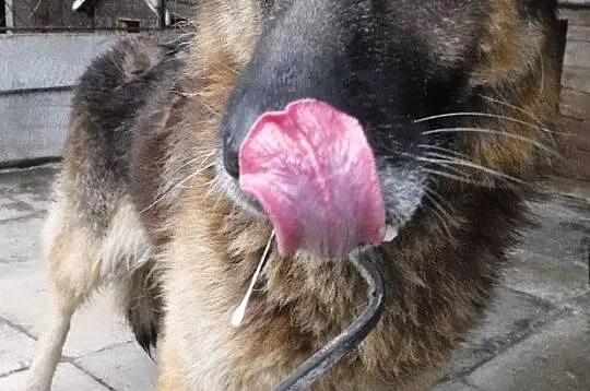 DINO-porzucony przez swego człowieka szuka kochającego domu, adopcja, Małopolskie, Kraków