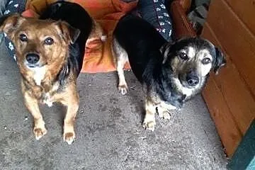 Gabi i Vika pilnie potrzebują domu-choćby tymczasowego,  wielkopolskie Poznań, Wielkopolskie, Poznań