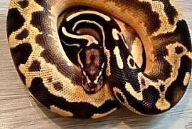 Pytony królewskie python regius