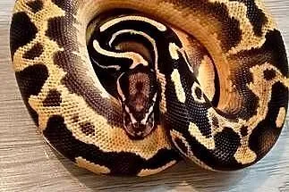 Pytony królewskie python regius, Mazowieckie, Nowa Wola