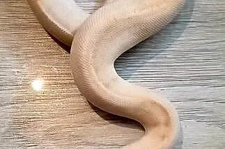 Pytony królewskie python regius, Mazowieckie, Nowa Wola