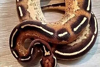 Pytony królewskie python regius, Mazowieckie, Nowa Wola