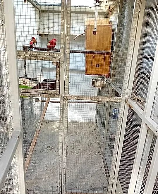 Papugi Rozelle, Opolskie, Kluczbork
