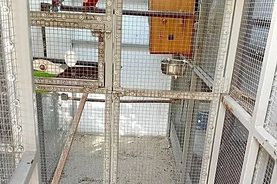 Papugi Rozelle, Opolskie, Kluczbork