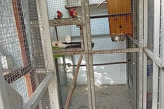 Papugi Rozelle, Opolskie, Kluczbork
