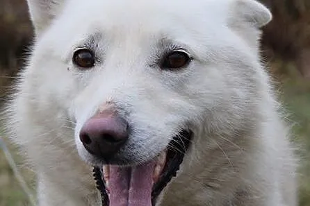 Śniezek, biały HUSKY, energiczny i niezwykle przyjazny :),  Kundelki cała Polska