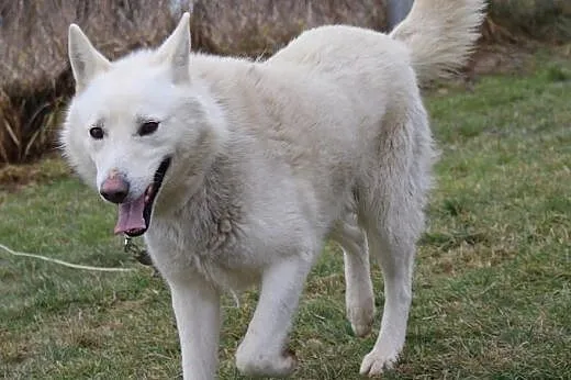 Śniezek, biały HUSKY, energiczny i niezwykle przyj