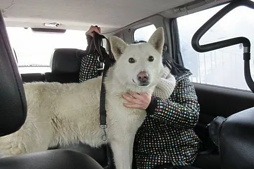 Śniezek, biały HUSKY, energiczny i niezwykle przyj