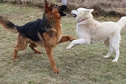 Śniezek, biały HUSKY, energiczny i niezwykle przyj