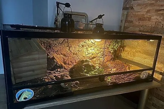 Zestaw: 2 żółwie + terrarium ReptiZoo z wyposażeniem + stolik, Zachodniopomorskie, Koszalin