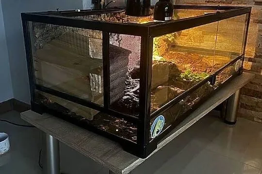 Zestaw: 2 żółwie + terrarium ReptiZoo z wyposażeniem + stolik, Zachodniopomorskie, Koszalin