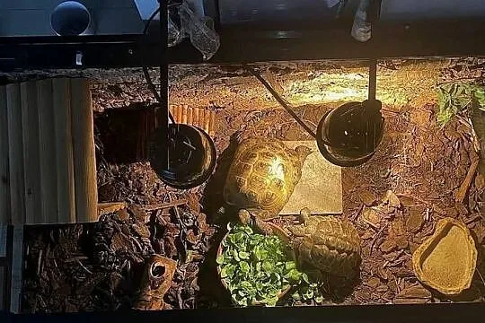 Zestaw: 2 żółwie + terrarium ReptiZoo z wyposażeniem + stolik, Zachodniopomorskie, Koszalin