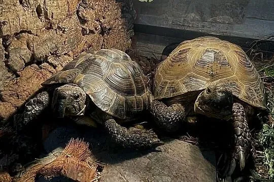 Zestaw: 2 żółwie + terrarium ReptiZoo z wyposażeniem + stolik, Zachodniopomorskie, Koszalin