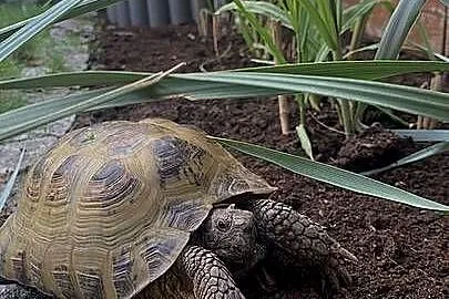 Zestaw: 2 żółwie + terrarium ReptiZoo z wyposażeniem + stolik, Zachodniopomorskie, Koszalin