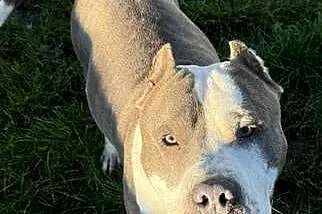 Szczenięta amstaff - rodowód, Mazowieckie, Wyszków