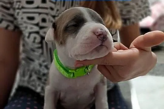 Szczenięta amstaff - rodowód, Mazowieckie, Wyszków